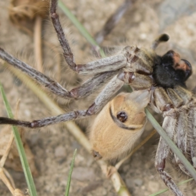 Isopeda sp. (genus)