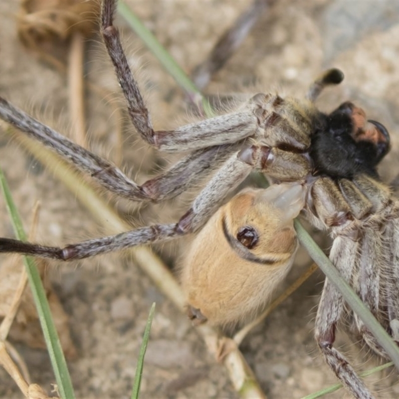 Isopeda sp. (genus)