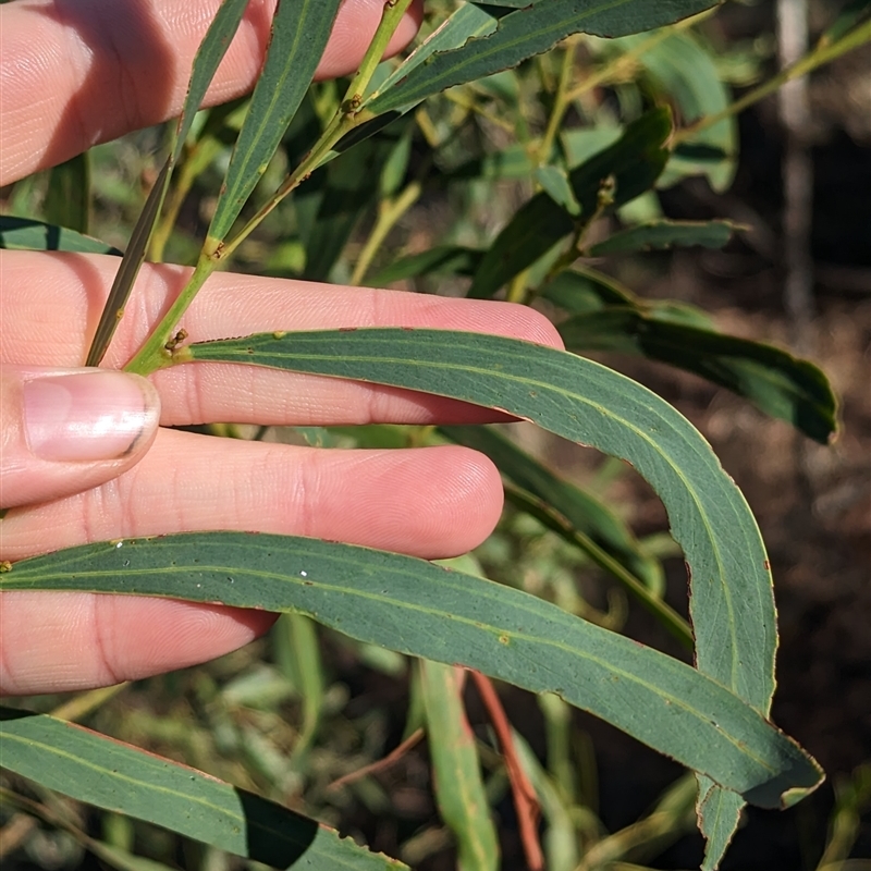 Acacia difformis