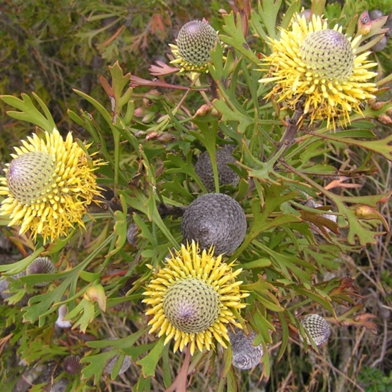 Isopogon anemonifolius