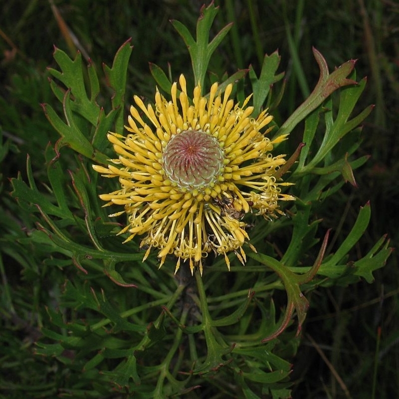 Isopogon anemonifolius