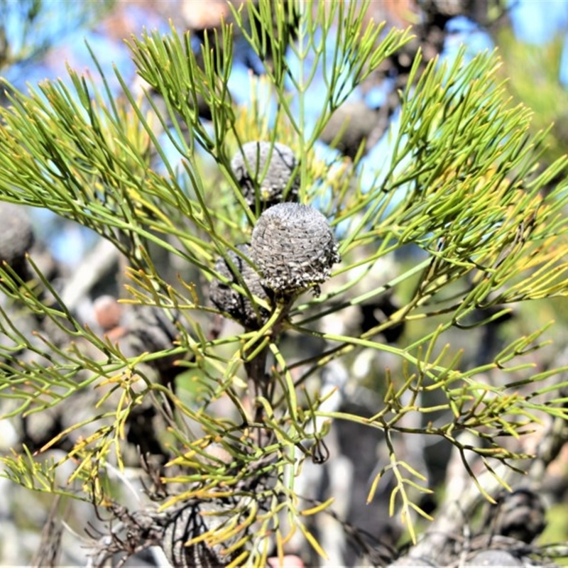 Isopogon anethifolius