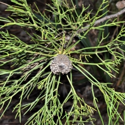 Isopogon anethifolius