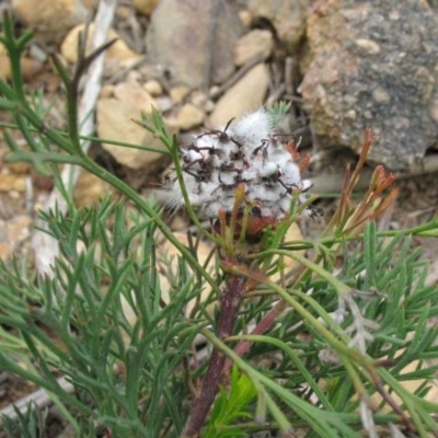 Isopogon prostratus