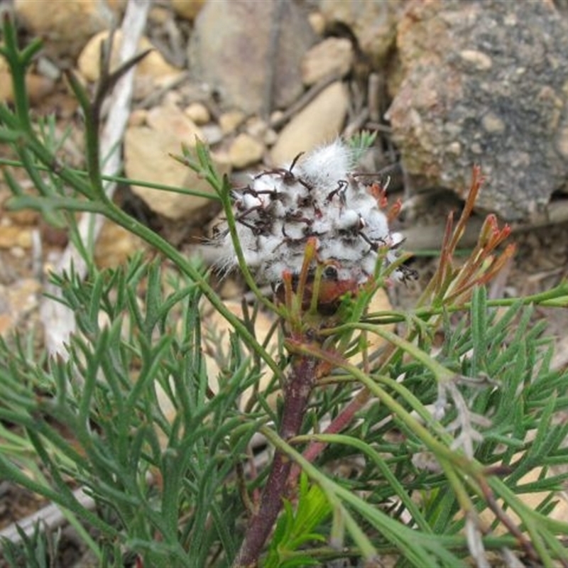 Isopogon prostratus