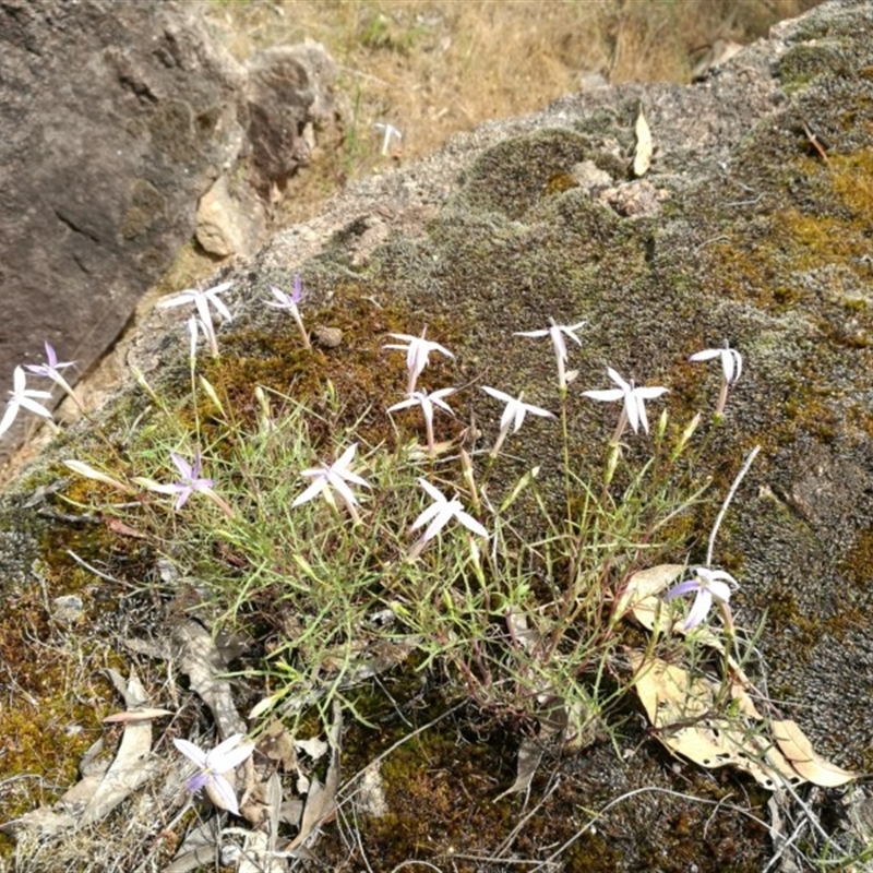 Isotoma axillaris