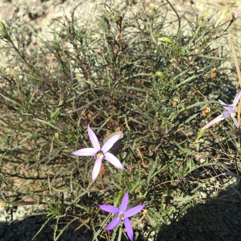 Isotoma axillaris