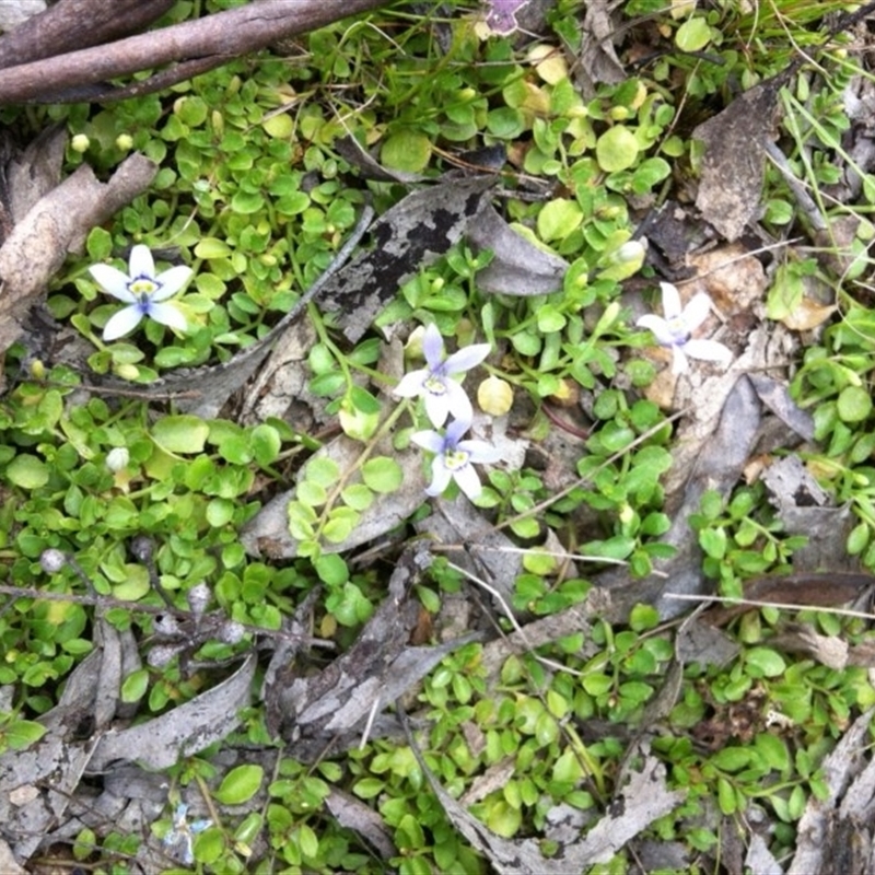 Isotoma fluviatilis subsp. australis