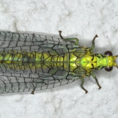 Italochrysa insignis