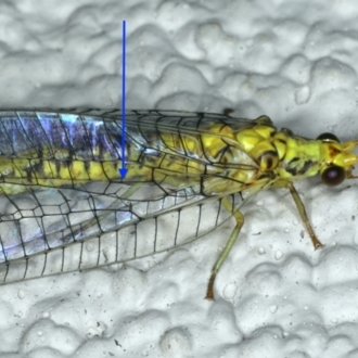 Defining split cell in forewing