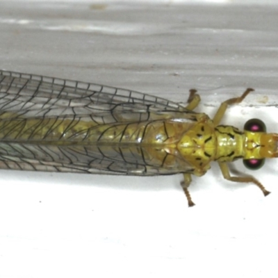 Italochrysa sp. (genus)