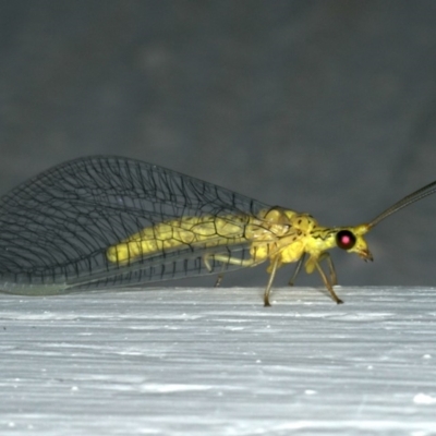 Italochrysa sp. (genus)