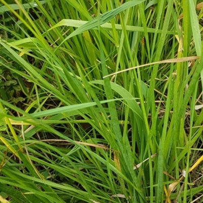 Ixia maculata