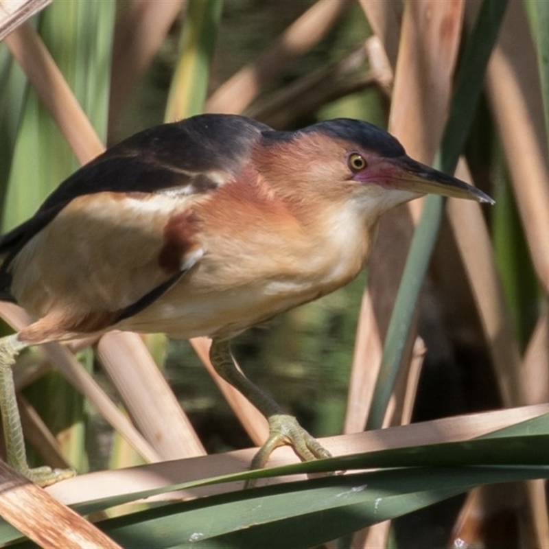 Ixobrychus dubius