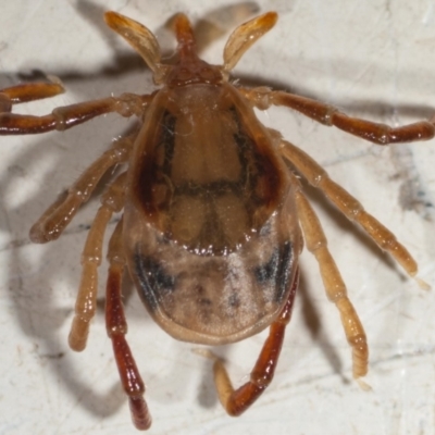 Ixodes holocyclus