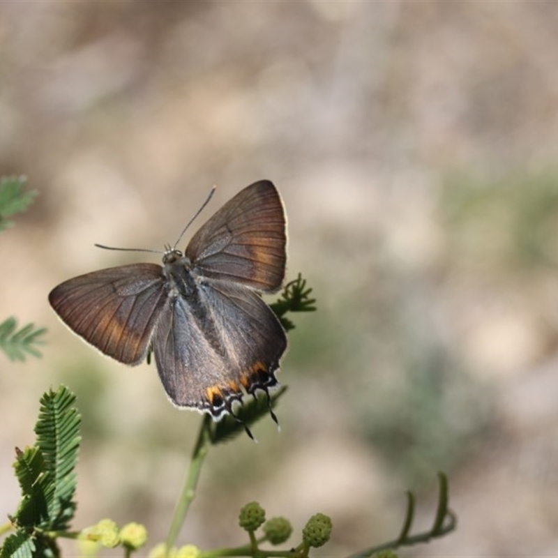 Jalmenus ictinus