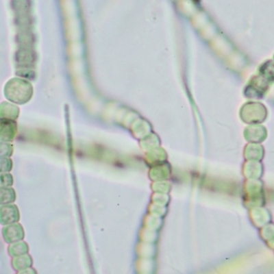 Anabaena sp.