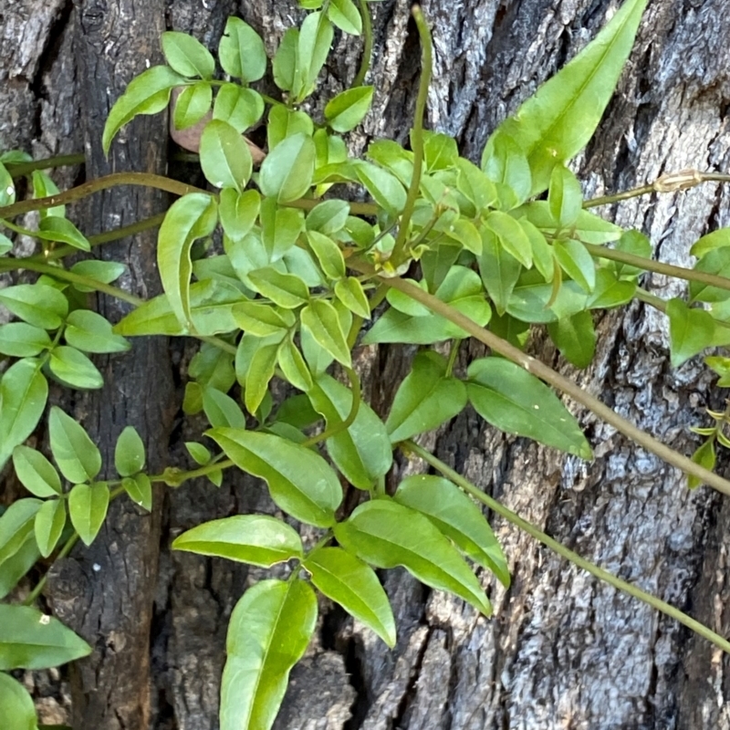 Jasminium polyanthum