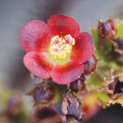 Jatropha gossypiifolia