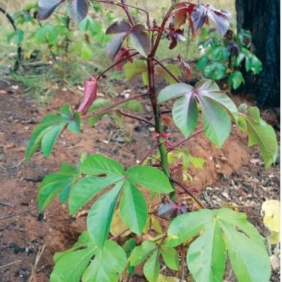 Bellyache Bush Leaves