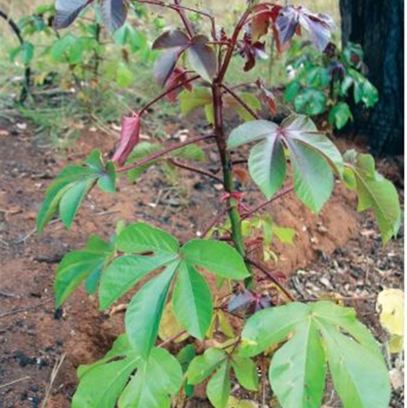 Bellyache Bush Leaves