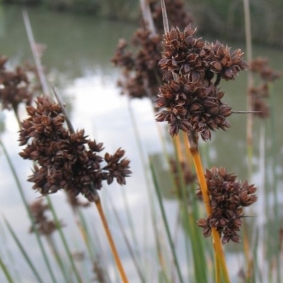 Juncus acutus