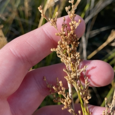 Juncus alexandri subsp. alexandri