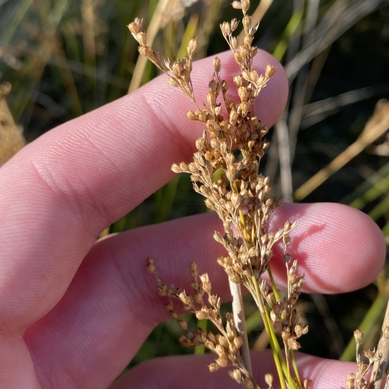 Juncus alexandri subsp. alexandri