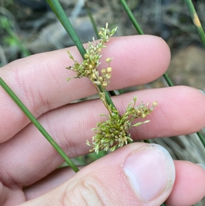 Juncus aridicola