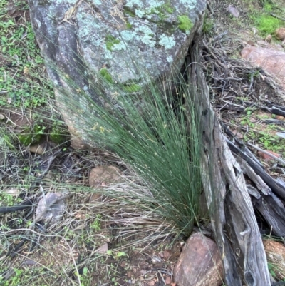 Juncus aridicola