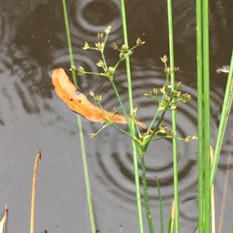 Juncus articulatus