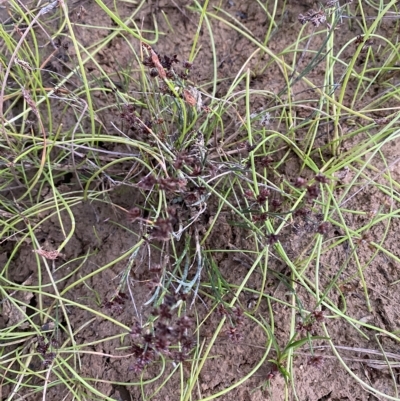 Juncus articulatus subsp. articulatus