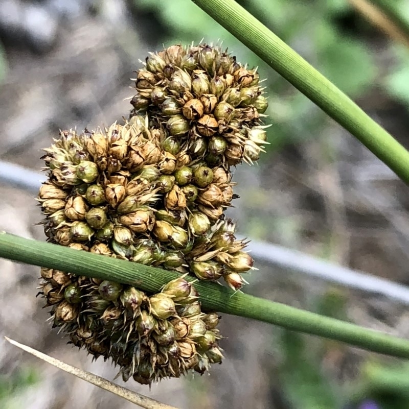 Juncus australis