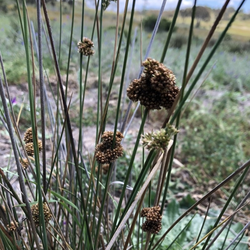 Juncus australis