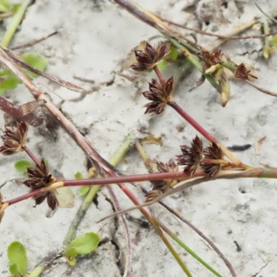 Juncus bufonius