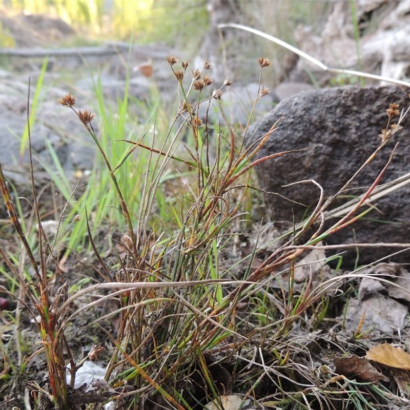 Juncus bufonius