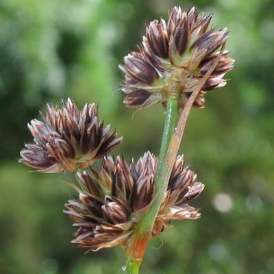 Juncus caespiticius