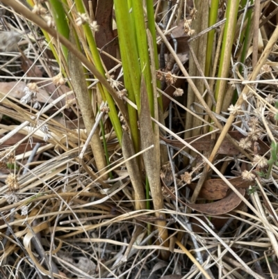 Juncus continuus