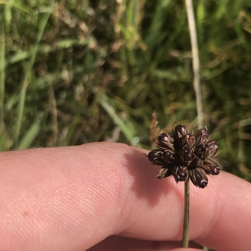 Juncus falcatus