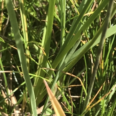 Juncus falcatus