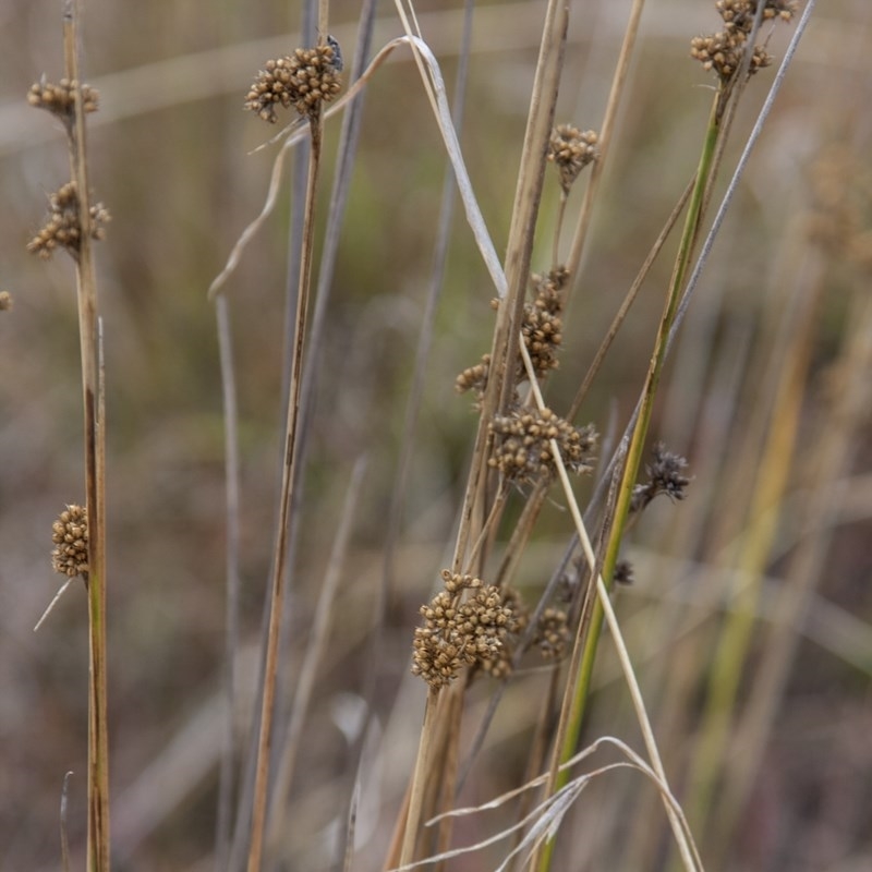 Juncus filicaulis