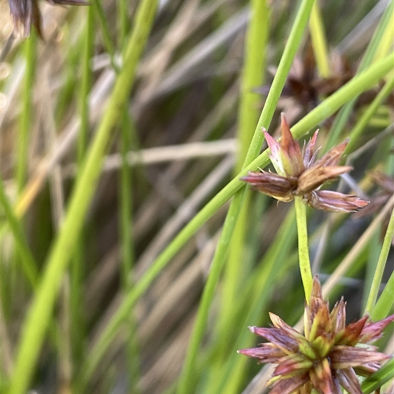 Juncus fockei