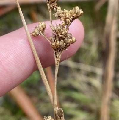 Juncus gregiflorus