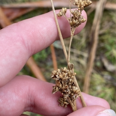 Juncus gregiflorus