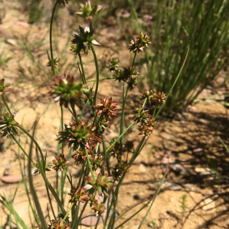 Juncus holoschoenus