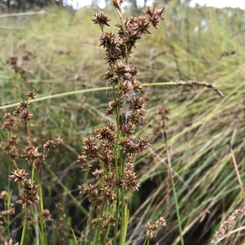 Juncus holoschoenus