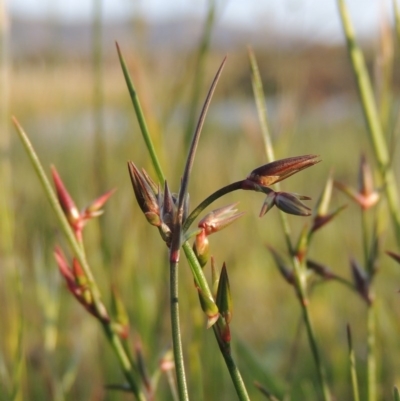 Juncus homalocaulis