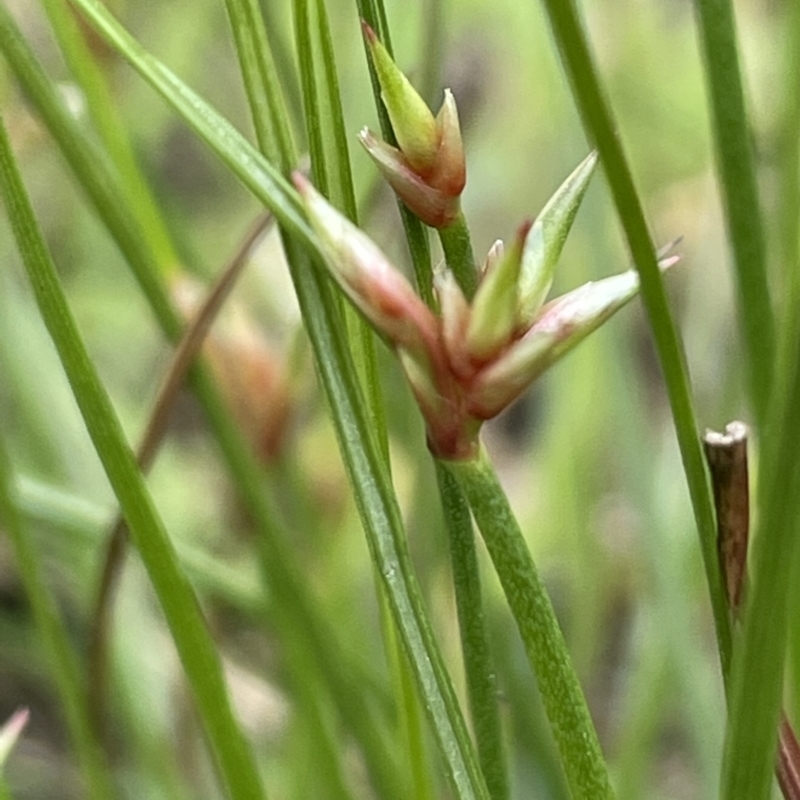 Juncus homalocaulis