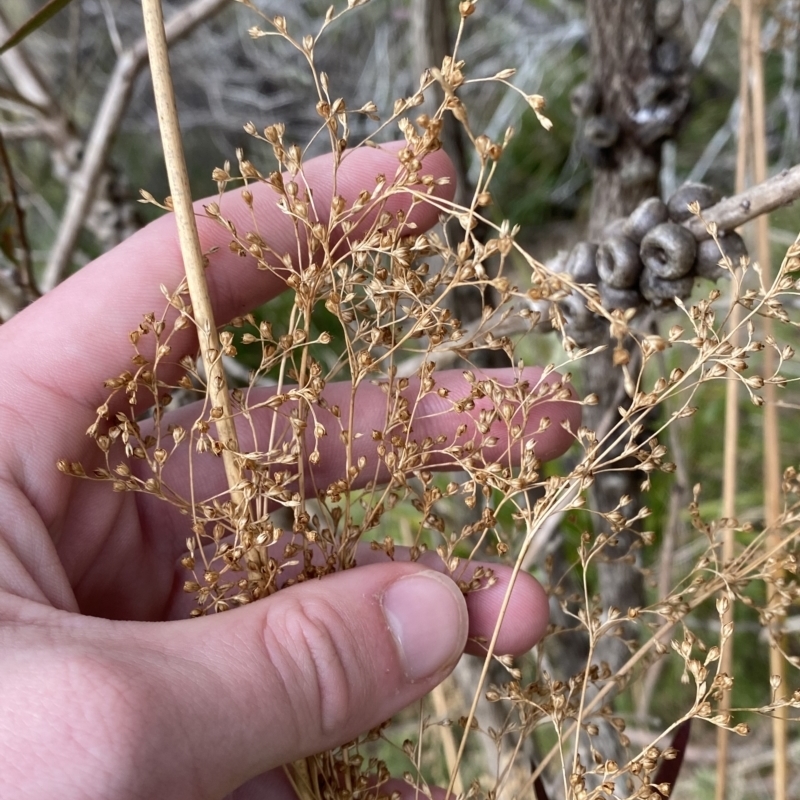 Juncus laeviusculus subsp. illawarrensis