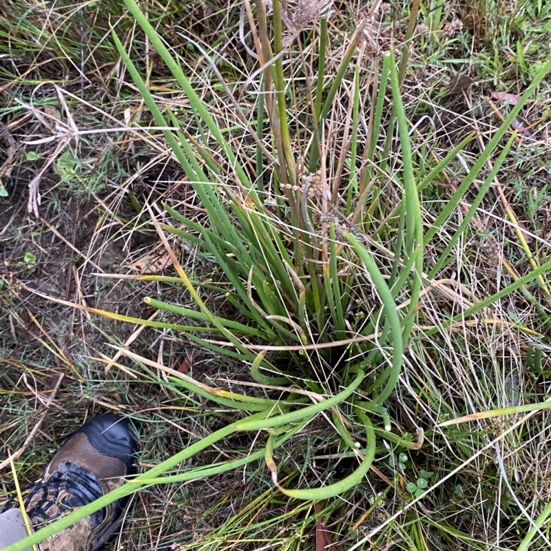 Juncus microcephalus